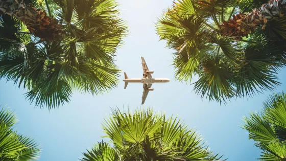 A plane flies directly overhead, captured between palm trees.